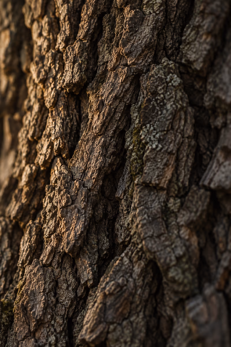 Close-up of oak bark